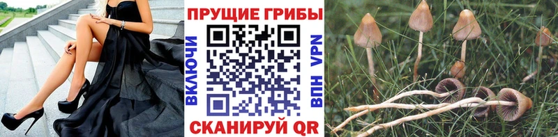 где найти наркотики ОМГ ОМГ ТОР Галлюциногенные грибы Cubensis Великий Устюг
